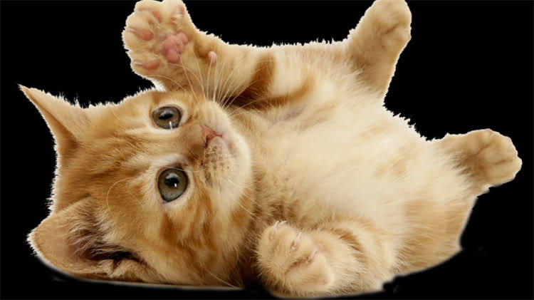 图片 龙猫粪便异常大又湿的原因与科学处理方法（最新）2.jpg