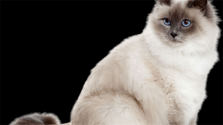 图片 龙猫粪便的特殊性：为何其排泄物气味与众不同？.jpg