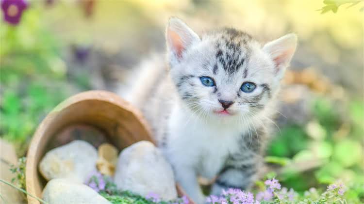 图片 龙猫粪便的特殊性：为何其排泄物气味与众不同？1.jpg