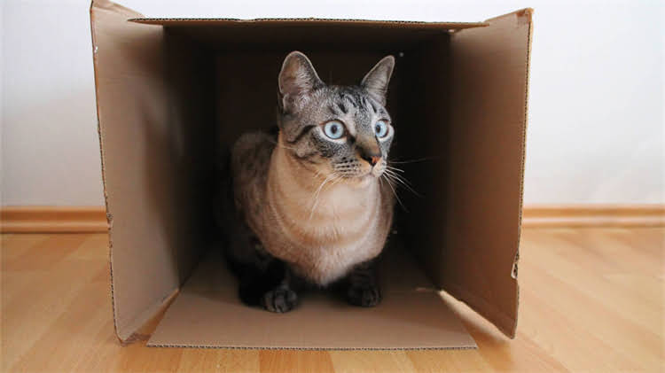 图片 龙猫粮能不能给仓鼠吃？科学喂养指南与营养真相全.jpg