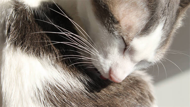 图片 龙猫耳朵真菌感染全攻略：症状识别+家庭护理+专业治疗指南.jpg