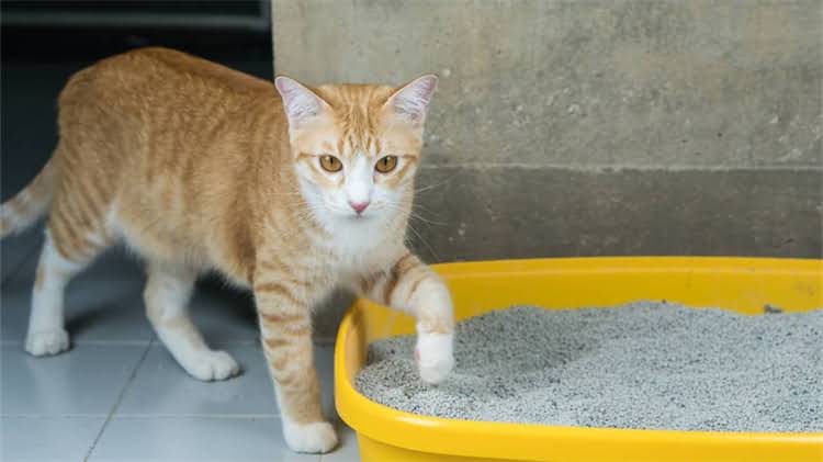 图片 龙猫耳朵真菌感染全攻略：症状识别+家庭护理+专业治疗指南1.jpg