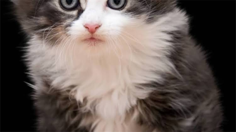 图片 龙猫耳朵血管明显？5大原因及应对措施全.jpg