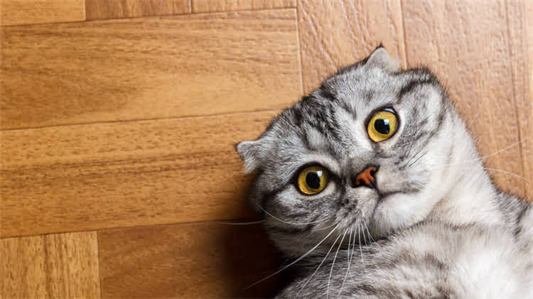 图片 龙猫耳朵血管明显？5大原因及应对措施全2.jpg