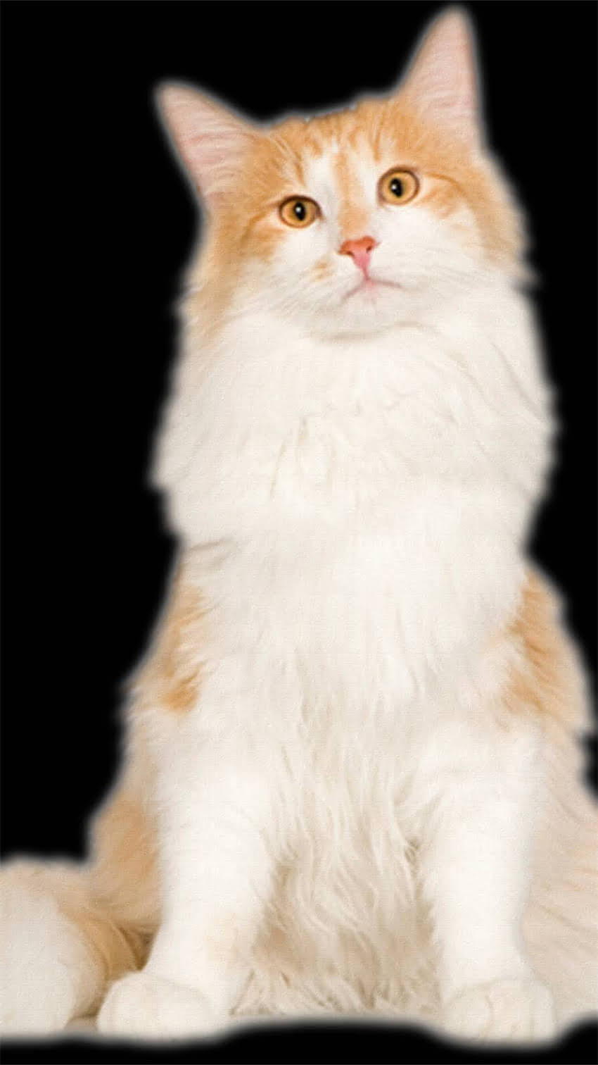 图片 龙猫肠梗阻死亡原因全：症状识别与科学预防指南（附临床案例）2.jpg