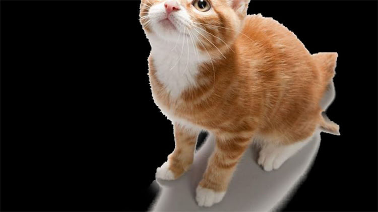 图片 龙猫能不能用水洗澡？科学清洁指南与注意事项全1.jpg