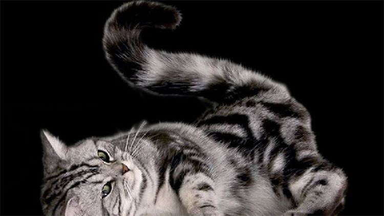 图片 龙猫能不能用水洗澡？科学清洁指南与注意事项全2.jpg