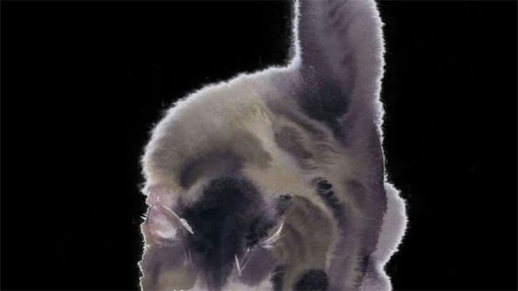 图片 龙猫能吃生松子吗？最新饲养指南与营养.jpg