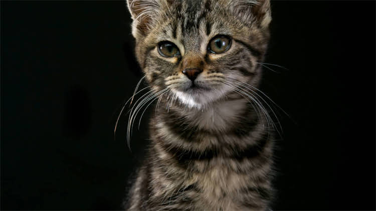 图片 龙猫能吃生松子吗？最新饲养指南与营养1.jpg