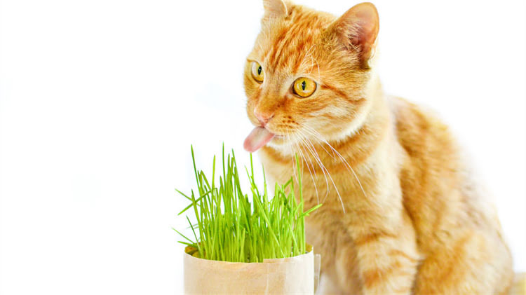 图片 龙猫能吃生松子吗？最新饲养指南与营养2.jpg