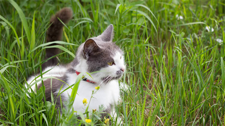 图片 龙猫脚部破损伴随腹泻怎么办？兽医教你3步康复指南1.jpg