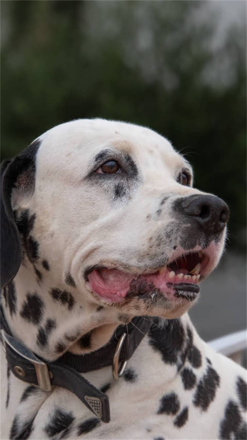 图片 龙猫自主饮水能力全：宠物龙猫的饮水习惯与科学养护指南.jpg