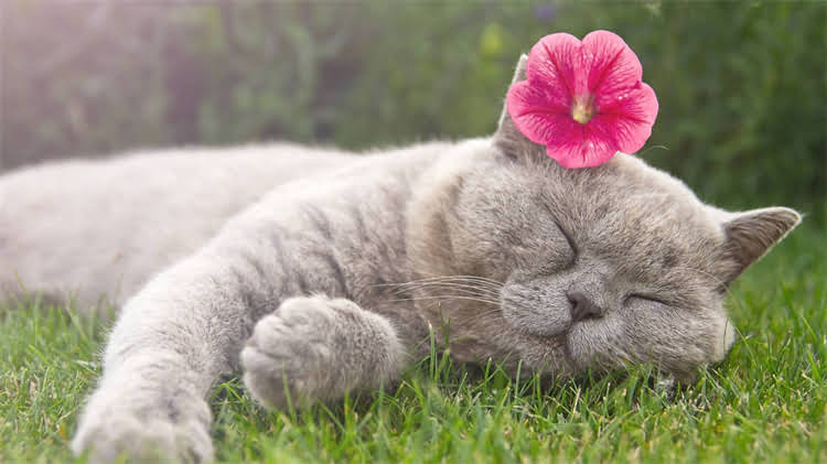 图片 龙猫自动喂食器：智能防溢漏设计+自动续粮系统，如何让龙猫饮食更省心？1.jpg