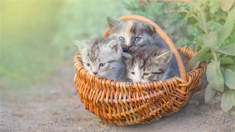 图片 龙猫苹果枝每天喂多少合适？科学喂养指南及常见误区1.jpg