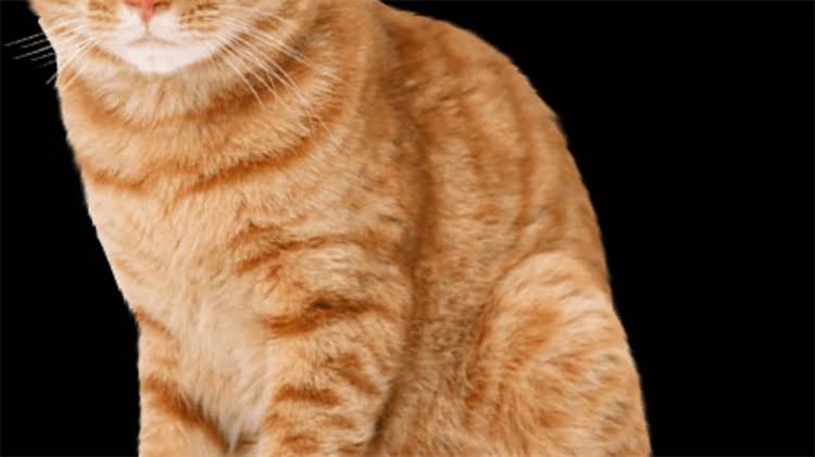 图片 龙猫苹果枝每天喂多少合适？科学喂养指南及常见误区2.jpg