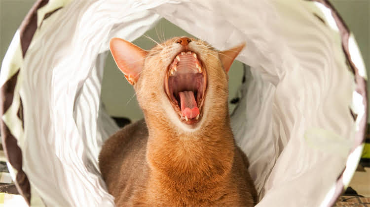 图片 龙猫误舔滴眼液怎么办？宠物医生权威处理指南：误食后5步急救法与预防建议.jpg