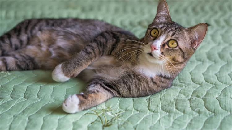 图片 龙猫误舔滴眼液怎么办？宠物医生权威处理指南：误食后5步急救法与预防建议1.jpg