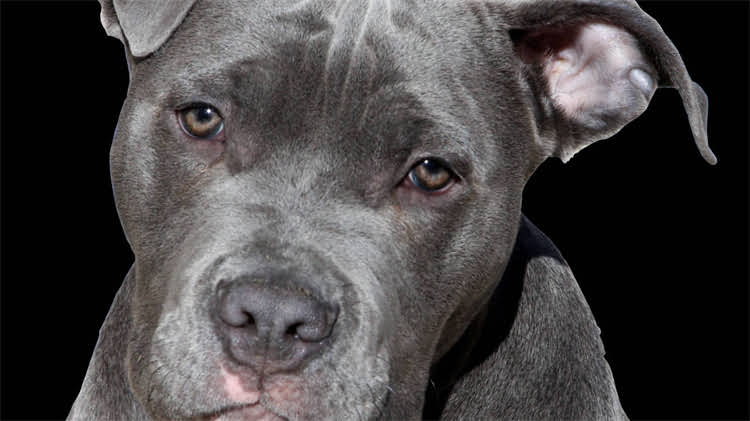 图片 龙猫误舔滴眼液怎么办？宠物医生权威处理指南：误食后5步急救法与预防建议2.jpg