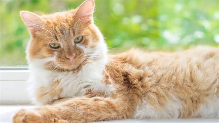 图片 龙猫逃脱笼子全过程：5种科学方法与注意事项，养宠必看！2.jpg