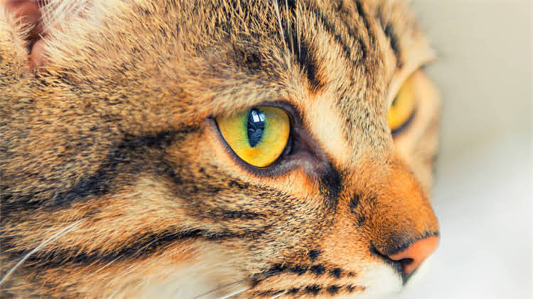 图片 龙猫需要去医院检查吗？这些症状和应对指南请收藏.jpg