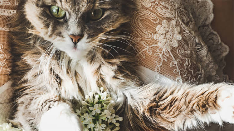 图片 龙猫需要吃黄粮吗？科学解答龙猫饮食误区与营养指南.jpg