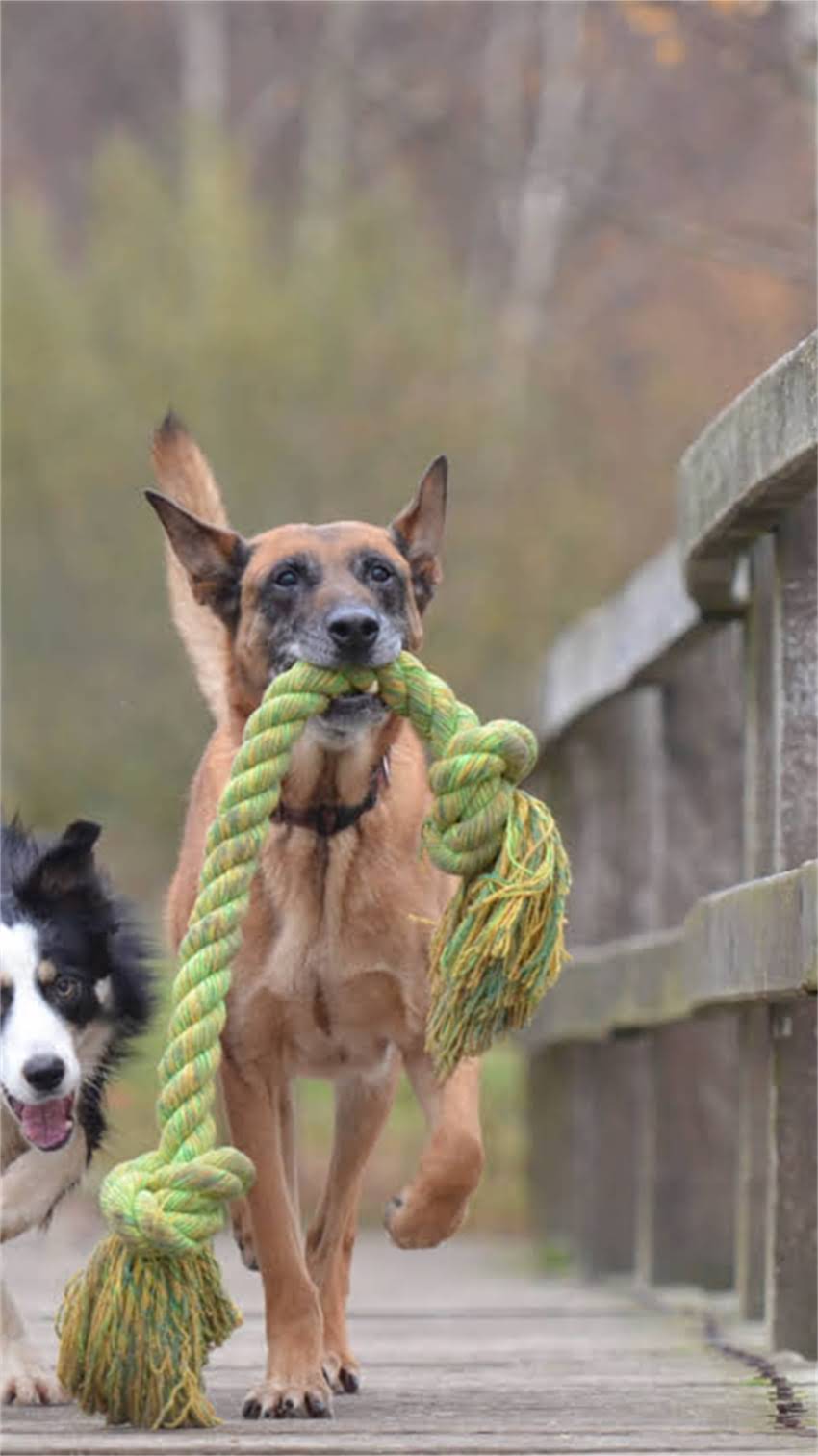 图片 龙猫需要吃黄粮吗？科学解答龙猫饮食误区与营养指南2.jpg
