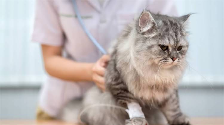 图片 龙猫频繁啃咬自己？5大原因与科学应对指南（附专业饲养建议）.jpg