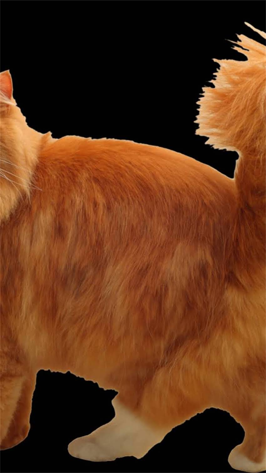 图片 龙猫频繁啃咬自己？5大原因与科学应对指南（附专业饲养建议）2.jpg