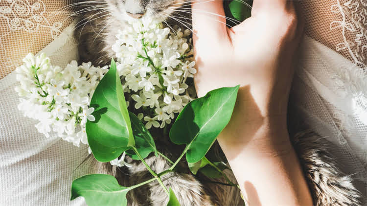 图片 龙猫频繁排泄异常怎么办？5步排查法+科学应对指南（附粪便健康对照表）.jpg