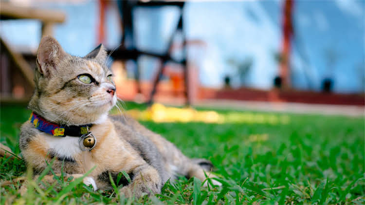 图片 龙猫饲养温度标准：10℃是安全底线？冬季保暖与夏季降温全攻略.jpg