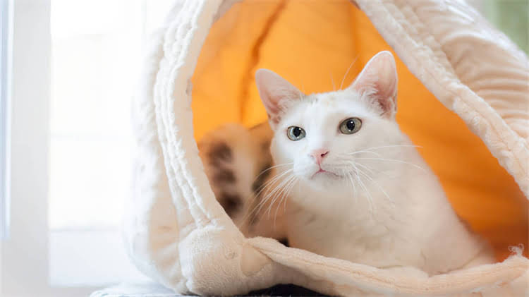 图片 龙猫饲养温度标准：10℃是安全底线？冬季保暖与夏季降温全攻略1.jpg