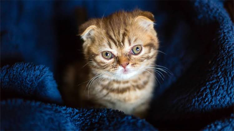 图片 🌊✨阿拉斯加必去理由｜小众玩法+隐藏彩蛋全公开！附全年最佳旅行时间攻略.jpg