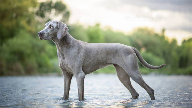 图片 🌋龙猫吃火山石冷知识大！宫崎骏隐藏设定全✨.jpg