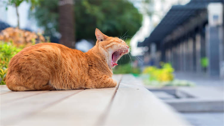 图片 🌋龙猫吃火山石冷知识大！宫崎骏隐藏设定全✨1.jpg