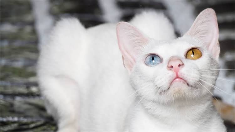 图片 🌞幼犬晒太阳几天合适？科学时间表+注意事项全！.jpg