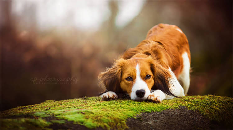 图片 🌞幼犬晒太阳几天合适？科学时间表+注意事项全！1.jpg