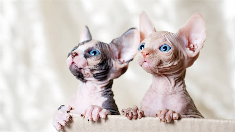 图片 🌟两个月大猫咪眼屎多怎么办？🐱新手养猫必看护理全攻略（附实用图解）2.jpg