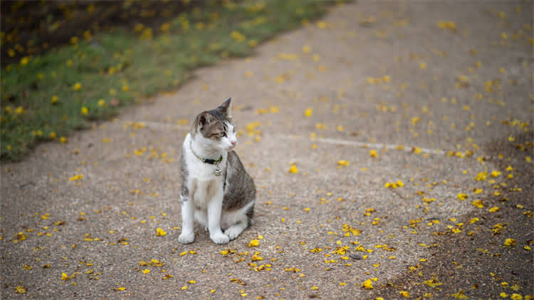 图片 🌟卡比猫粮E宠实惠款测评换粮不翻车！百元内也能喂出健康毛孩✨.jpg