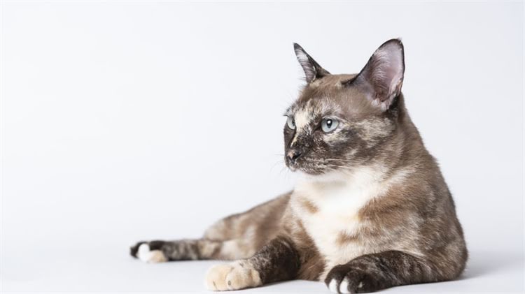 图片 🌟柯基×吉娃娃×比熊！叮当的1001天萌宠日记🐾混血犬养护全攻略+超萌日常vlog1.jpg