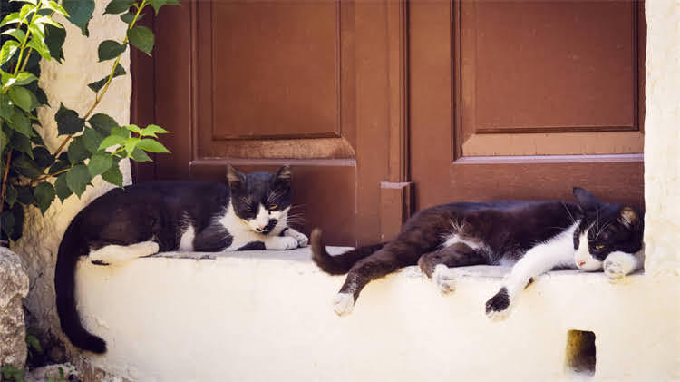 图片 🌟柯基×吉娃娃×比熊！叮当的1001天萌宠日记🐾混血犬养护全攻略+超萌日常vlog2.jpg