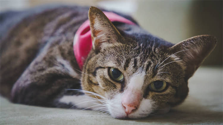 图片 🌟柯基断尾正确姿势！保姆级断尾教程+护理指南（附对比图）1.jpg