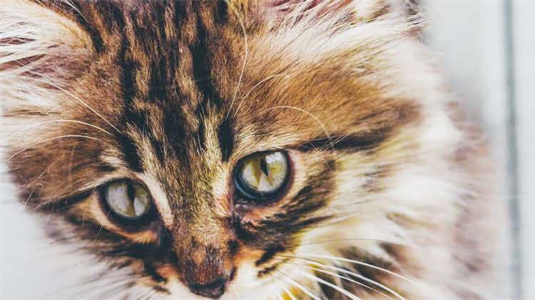 图片 🌟柯基断尾正确姿势！保姆级断尾教程+护理指南（附对比图）2.jpg