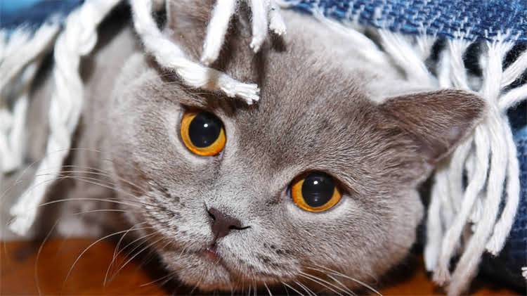 图片 🌟比熊犬泪痕严重怎么办？5款口碑狗粮推荐+泪痕护理全攻略🐾1.jpg