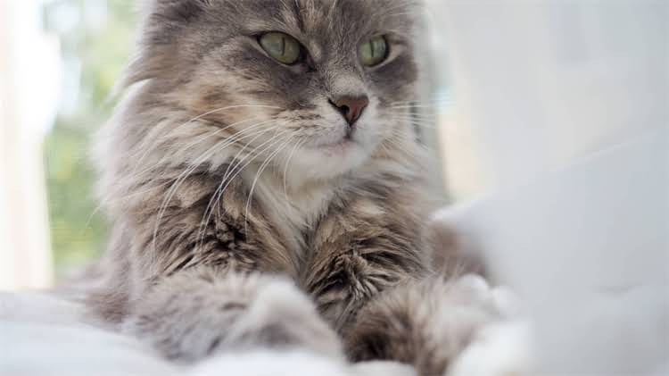 图片 🌟比熊犬泪痕严重怎么办？5款口碑狗粮推荐+泪痕护理全攻略🐾2.jpg