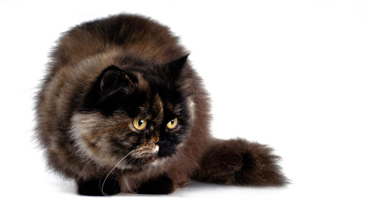 图片 🌟猫咪吐黄绿色液体怎么办？紧急处理指南+预防妙招（附真实案例）.jpg