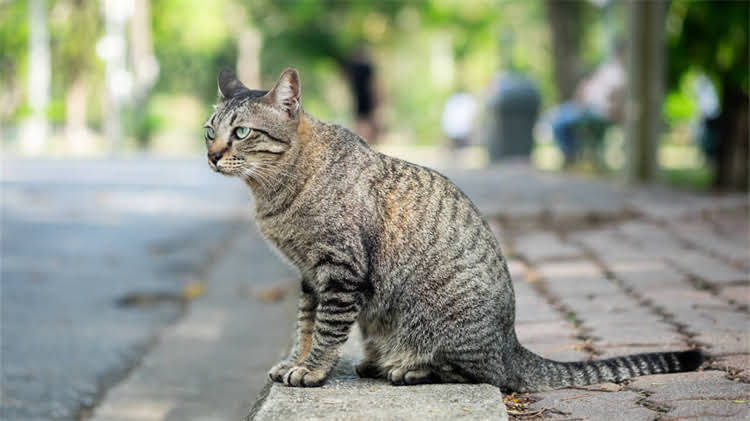 图片 🌟猫咪吐黄绿色液体怎么办？紧急处理指南+预防妙招（附真实案例）1.jpg