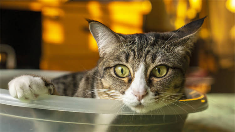 图片 🌟金毛犬海藻粉推荐｜科学喂养必备的5种天然营养方案🐾.jpg