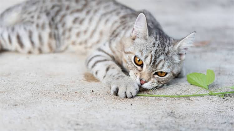 图片 🌟金毛犬海藻粉推荐｜科学喂养必备的5种天然营养方案🐾2.jpg