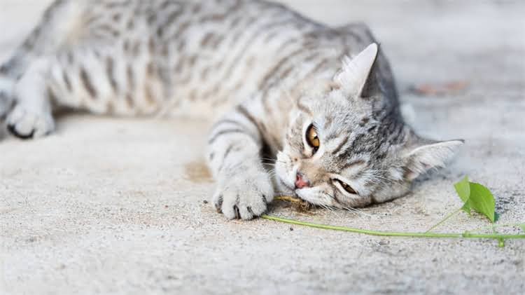 图片 🌟阿拉斯加人真的能吃板蓝根吗？寒地气候下的中药养生真相！🌟.jpg