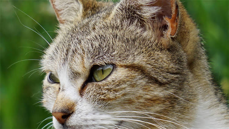 图片 🌟阿拉斯加取英文名必看指南：小众独特又好记的10个适合极光之地的英文名推荐🌟2.jpg